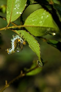 after the rain ...............