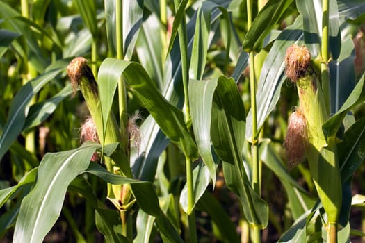 Corn field in summer