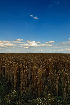 Wheatfield