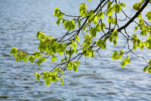 Tree branch
