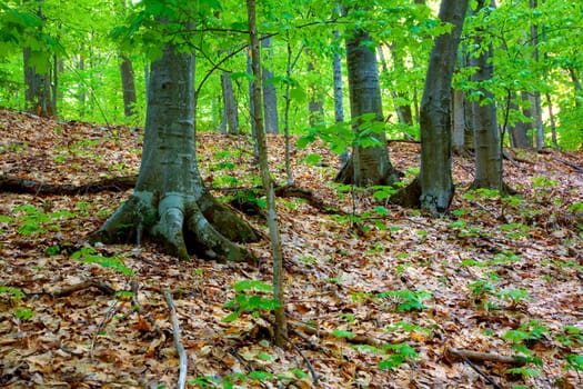 Woods