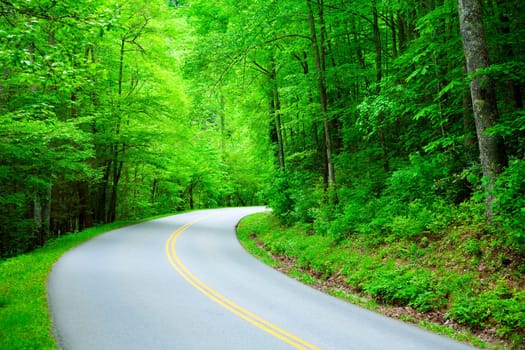Road through the woods