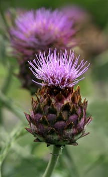 Artichokes