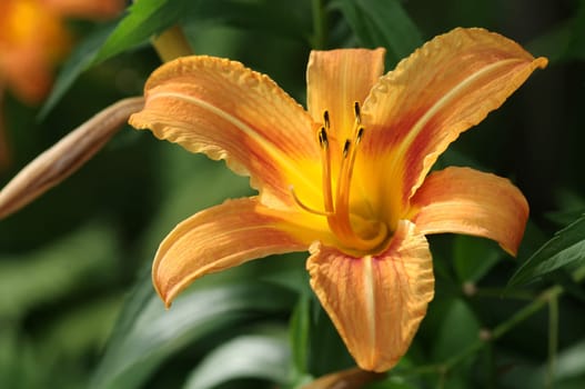 daylily,Hemerocallis
