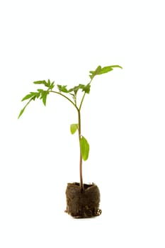 Tomato plants