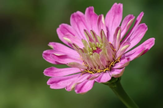 zinnia,zinnia