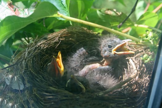 Blackbird babies