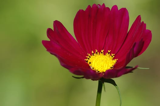 Cosmea