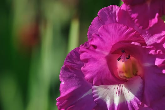Gladiolus 2