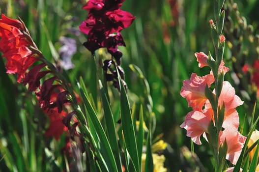 Gladiolus Forest 8