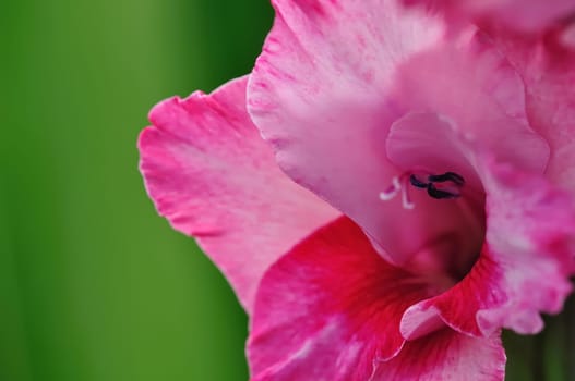 Iris 13