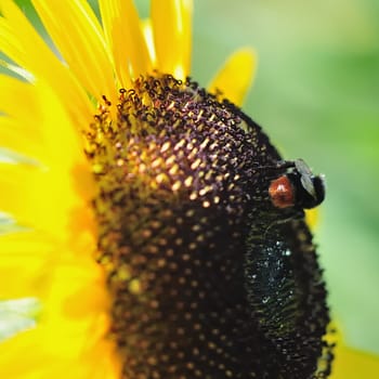 Sun bumblebee