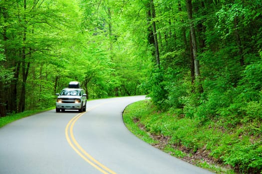 Road through the woods