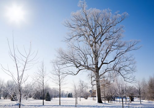 Winter scene