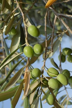 Olive tree