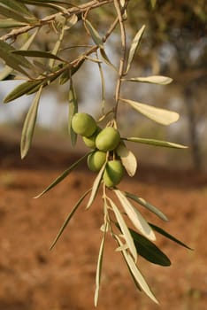 Olives