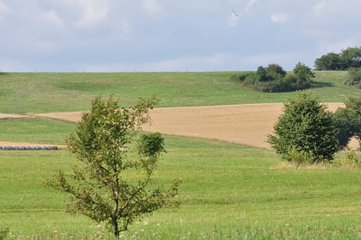 Grain Harvest with Flieger 2