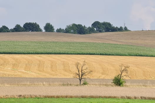 Grain harvest with tree