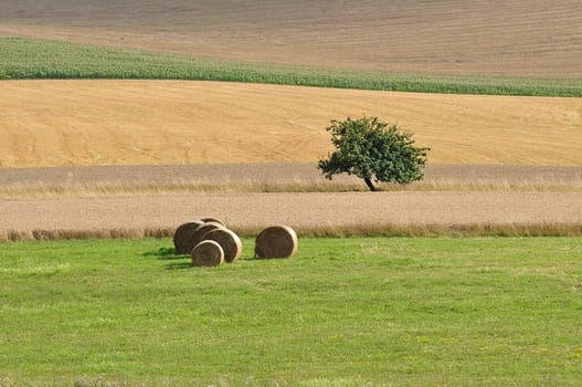 Grain harvest with rollers