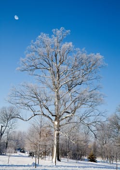 Winter scene
