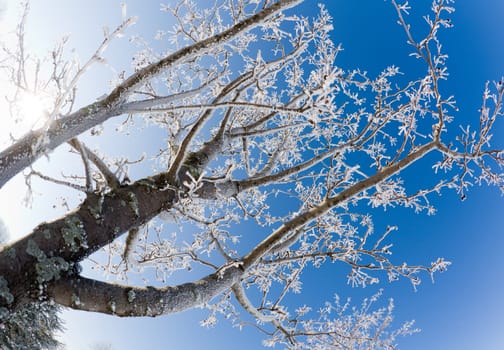 Frost