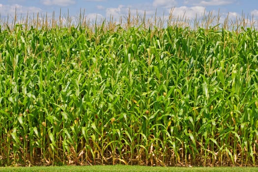 Corn