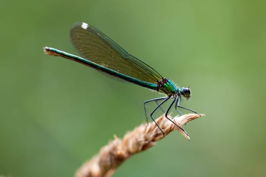 Banded demoiselle