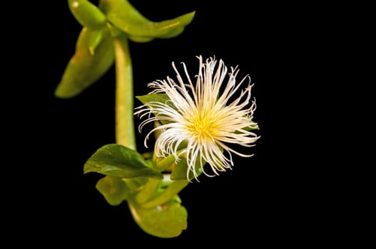 Kanna,Kougoed,Sceletium tortuosum