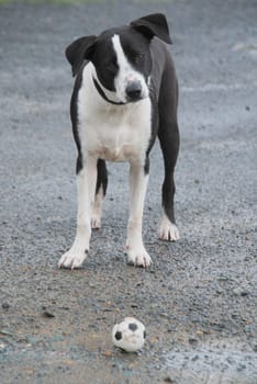 Oscar with football