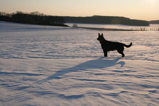 Dog in the Snow 1