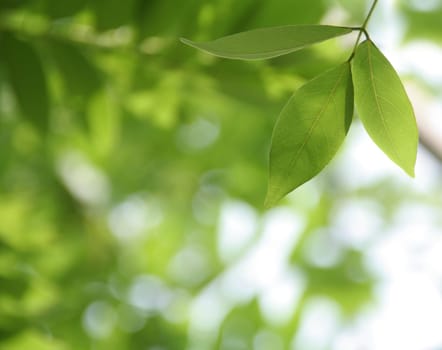Fresh new leaf