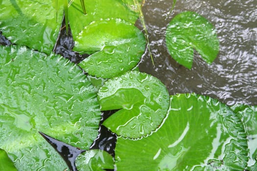 Green water lily pads and ripples