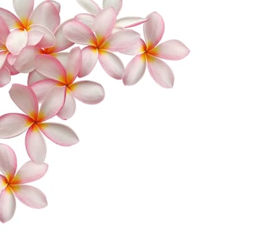 Frangipani flower frame