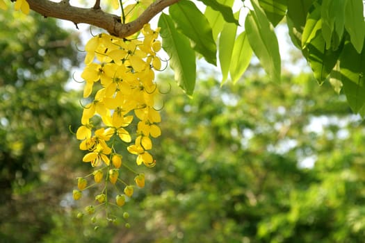 Golden shower tree