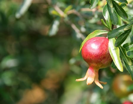 Pomegranate