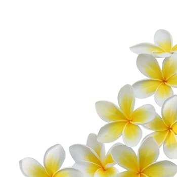 Frangipani flower frame