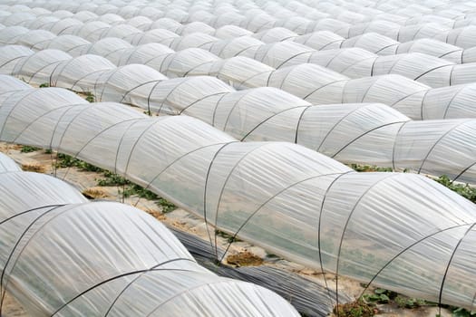 Vegetable greenhouse