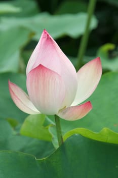 lotus flower blossom