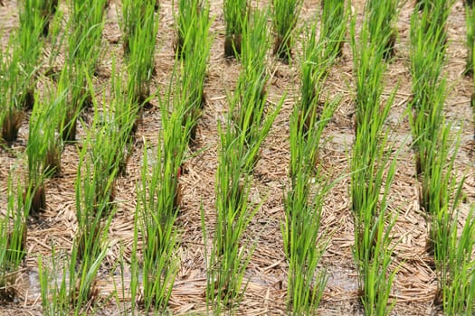 Green rice plants in early stage