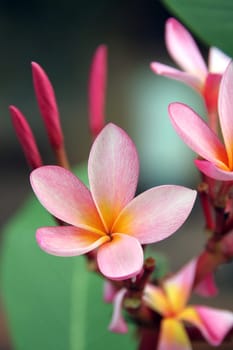 Frangipani (Plumeria)