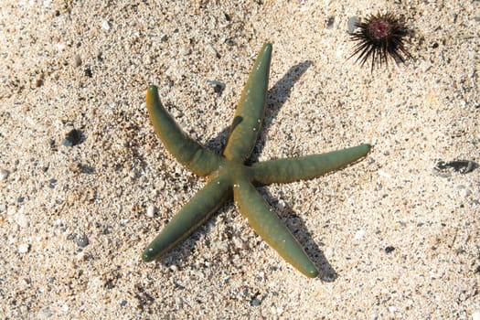 Starfish and sea urchin on sand