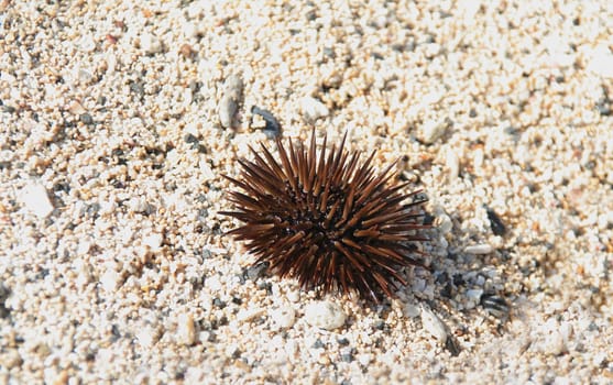 Sea urchin on sand