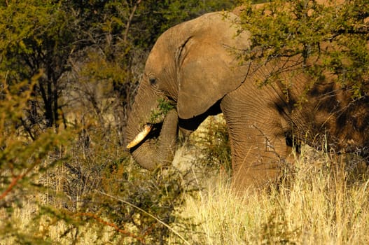 African elephant