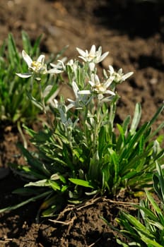 Edelweiss