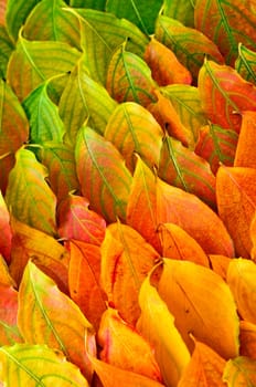 Autumn leaves background