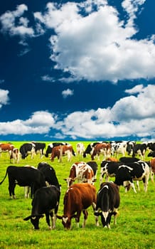 Cows in pasture