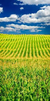Corn field