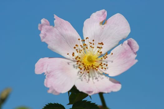 Wild Dog Rose