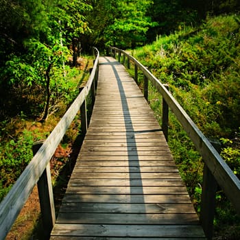 Wooden walkway through forest