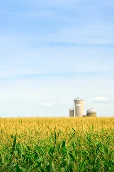 Corn field with silos